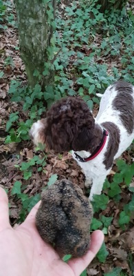Dog Training 001