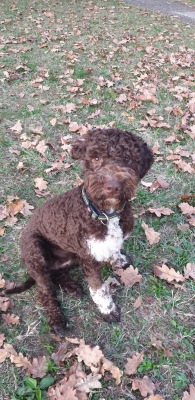 Dog Training 002