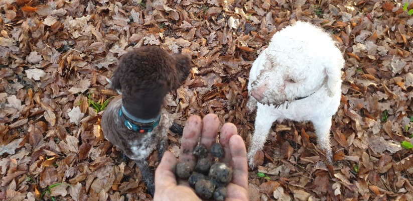 Dog Training 007