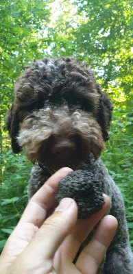 Dog Training 008