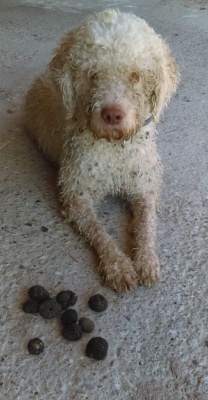 Dog Training 015