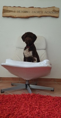 Dog Training 016